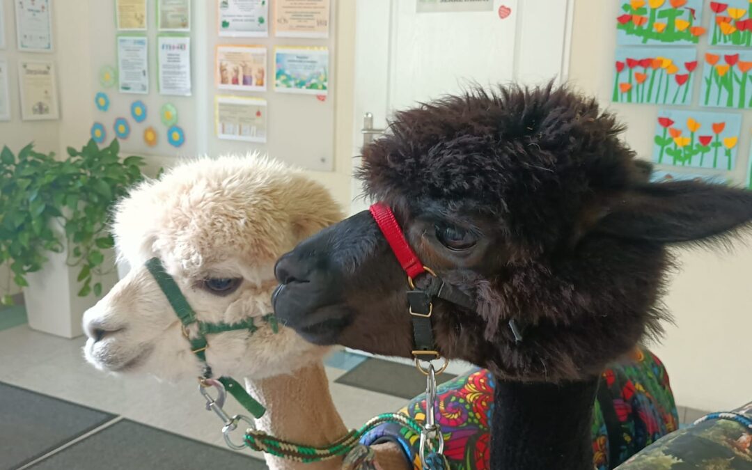 SPOTKANIE Z ALPAKAMI